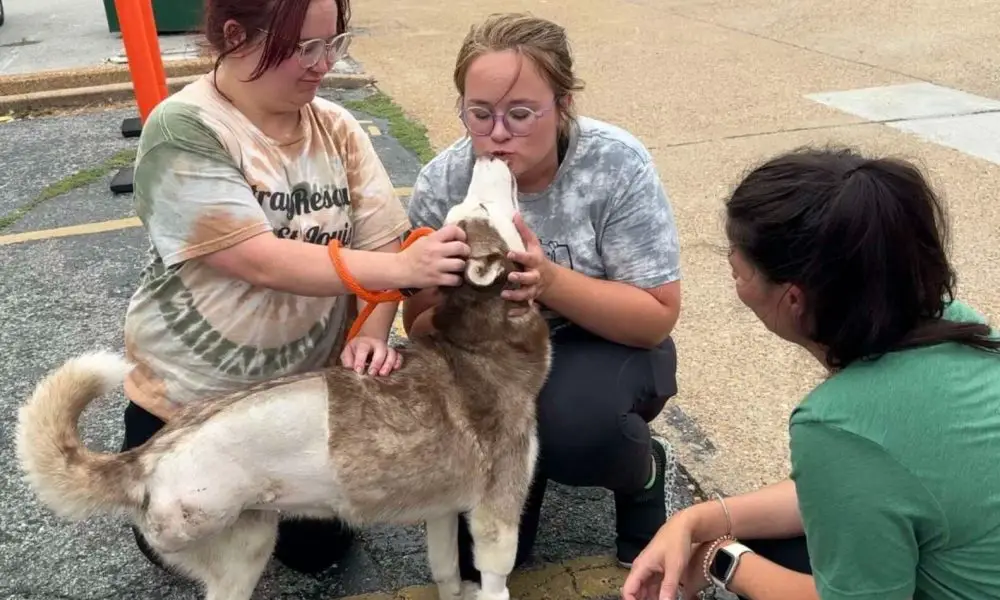 Adorable Three-Legged Pup Shows Endless Love to Her Life-Saving Rescuers