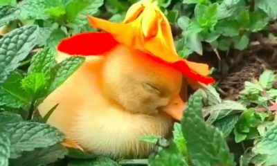 Adorable Video Captures Baby Duckling Falls Asleep Wearing a Cute Sunflower Hat