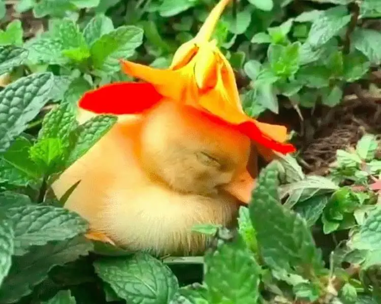 Adorable Video Captures Baby Duckling Falls Asleep Wearing a Cute Sunflower Hat