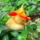 Adorable Video Captures Baby Duckling Falls Asleep Wearing a Cute Sunflower Hat