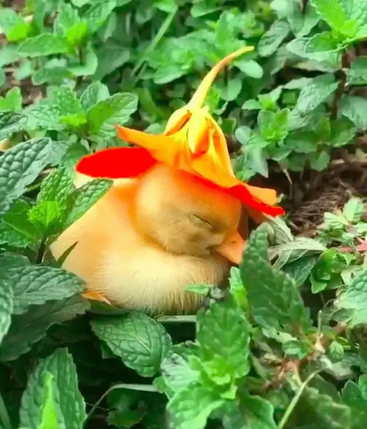 Adorable Video Captures Baby Duckling Falls Asleep Wearing a Cute Sunflower Hat