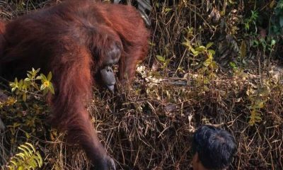 Affectionate Orangutan Helps a Man Trapped in Mud