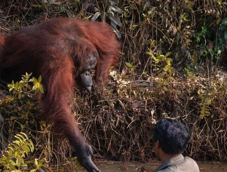 Affectionate Orangutan Helps a Man Trapped in Mud