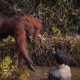 Affectionate Orangutan Helps a Man Trapped in Mud