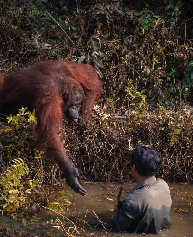 Affectionate Orangutan Helps a Man Trapped in Mud