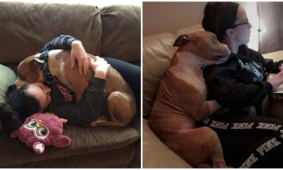 Affectionate Pit Bull Keeps Embracing His Owner Who Saved Him from a Shelter