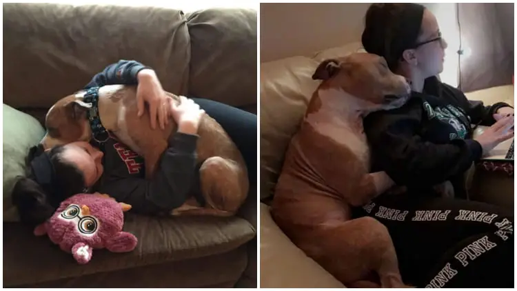 Affectionate Pit Bull Keeps Embracing His Owner Who Saved Him from a Shelter