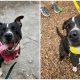 After 500 Days in Shelter, Dog Finally Gets a Home But Then Returned in Just a Week