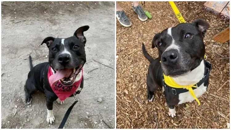 After 500 Days in Shelter, Dog Finally Gets a Home But Then Returned in Just a Week