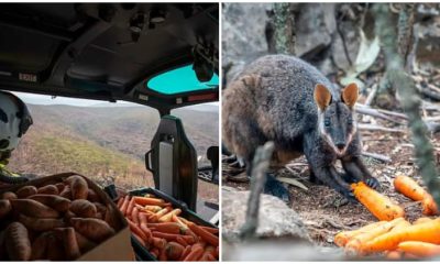 Aircraft Delivers Tons of Food to Help Starving Animals in Australia