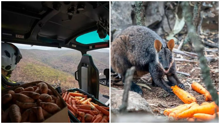 Aircraft Delivers Tons of Food to Help Starving Animals in Australia