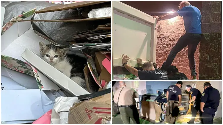 Amazing Effort by a Huge Community Rescues Kitten from Trash Compactor