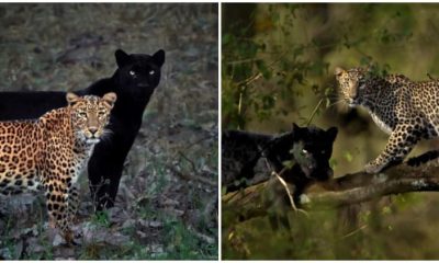 Amazing Photos Capture Precious Moment Between 2 Big Cats, Caught After 6 Days