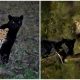 Amazing Photos Capture Precious Moment Between 2 Big Cats, Caught After 6 Days