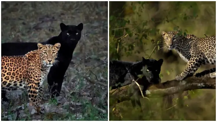 Amazing Photos Capture Precious Moment Between 2 Big Cats, Caught After 6 Days