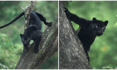 Amazing Photos of a Black Panther in the Jungle by a Wildlife Photographer