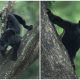 Amazing Photos of a Black Panther in the Jungle by a Wildlife Photographer