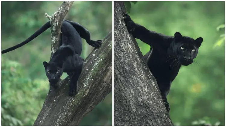 Amazing Photos of a Black Panther in the Jungle by a Wildlife Photographer