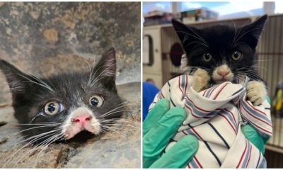 An 8-week-old Kitten Saved After Getting Its Head Trapped in Truck Frame