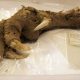 Ancient Claw of a Bird Extinct for 700 Years Found, Dating Back 3,300 Years