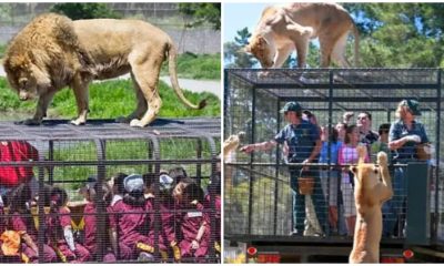 Animals Roam Free While Humans Are Caged in This Zoo