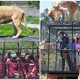 Animals Roam Free While Humans Are Caged in This Zoo