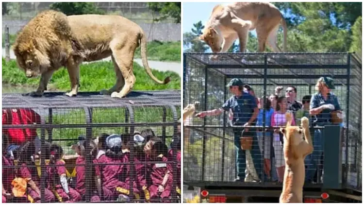 Animals Roam Free While Humans Are Caged in This Zoo