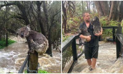 Australian Animal Sanctuary Races To Rescue Animals After Heavy Rain-induced Sudden Floods