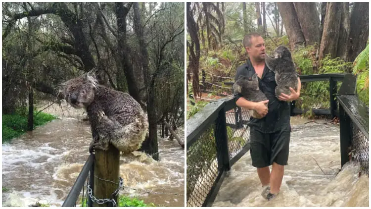 Australian Animal Sanctuary Races To Rescue Animals After Heavy Rain-induced Sudden Floods