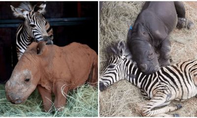 Baby Zebra and Baby Rhino Form Unbreakable Bond in the Midst of Hardship