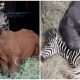 Baby Zebra and Baby Rhino Form Unbreakable Bond in the Midst of Hardship