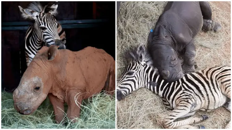 Baby Zebra and Baby Rhino Form Unbreakable Bond in the Midst of Hardship