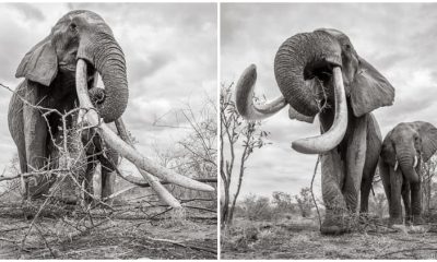 Beautiful Last Pictures of the 'Queen of Elephants'