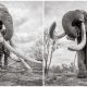 Beautiful Last Pictures of the 'Queen of Elephants'