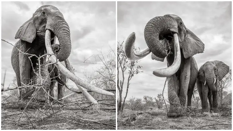 Beautiful Last Pictures of the 'Queen of Elephants'