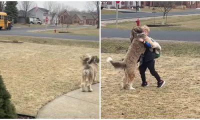 Bernedoodle Hugs Younger Brother After School, Touching Millions of Hearts Around the World