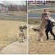 Bernedoodle Hugs Younger Brother After School, Touching Millions of Hearts Around the World