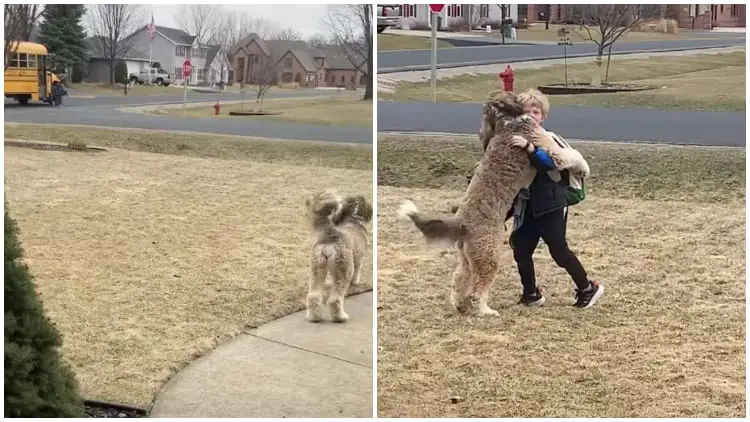 Bernedoodle Hugs Younger Brother After School, Touching Millions of Hearts Around the World