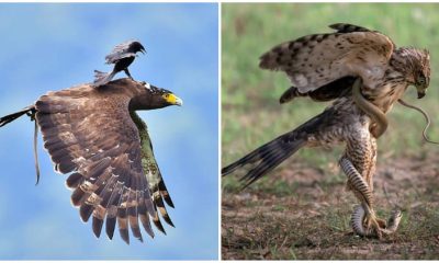 Birds Caught in Action: Stunning Pictures and Videos Captured at the Perfect Moment