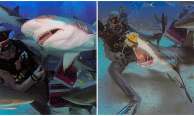 Brave Divers Feed the World's Most Dangerous Sharks by Hand