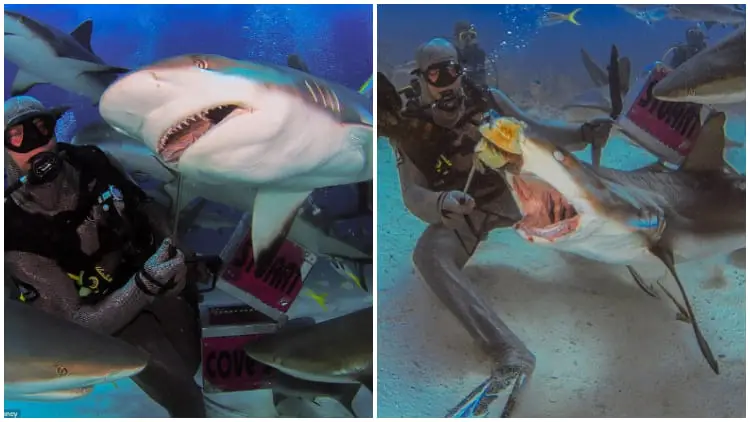 Brave Divers Feed the World's Most Dangerous Sharks by Hand