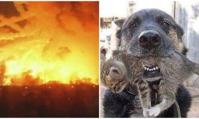 Brave Dog Didn't Hesitate To Rush Through The House Fire To Save His Little Kitten Buddy