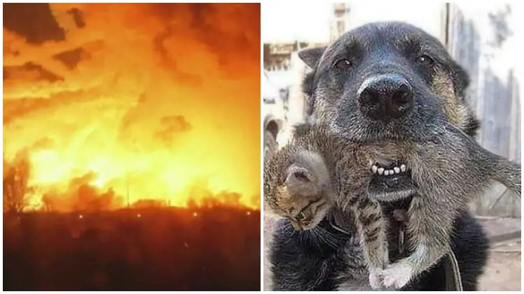 Brave Dog Didn't Hesitate To Rush Through The House Fire To Save His Little Kitten Buddy