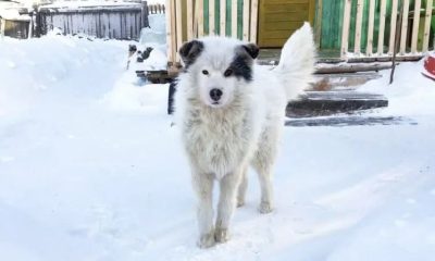 Brave Dogs Saved Two Kids' Lives In Extremely Cold Weather