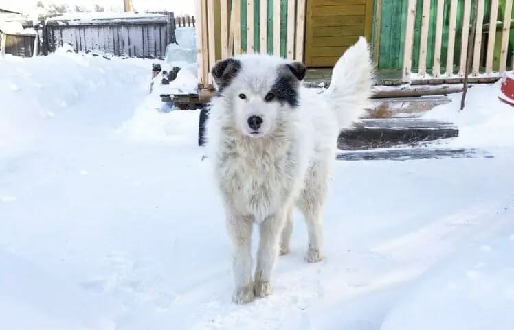 Brave Dogs Saved Two Kids' Lives In Extremely Cold Weather