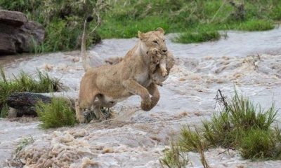 Brave Lioness Crosses Fast-flowing River to Rescue Her Nine-Week-Old Cub