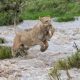 Brave Lioness Crosses Fast-flowing River to Rescue Her Nine-Week-Old Cub