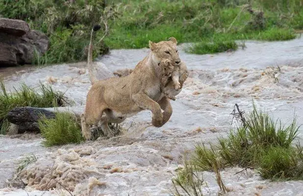 Brave Lioness Crosses Fast-flowing River to Rescue Her Nine-Week-Old Cub