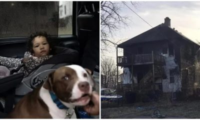 Brave Pitbull Rescues 1-Year-Old Baby from Burning House