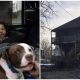 Brave Pitbull Rescues 1-Year-Old Baby from Burning House